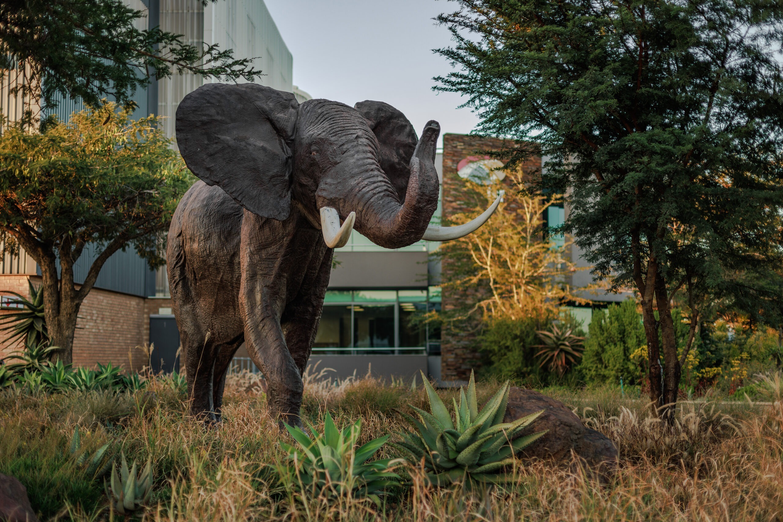elephant